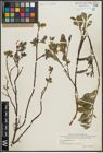 Foto von Salix arctophila Cockerell ex A. Heller